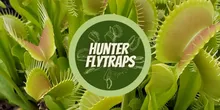 Get Hunter Flytraps That Plant Just Low To $14.99 At Hunter Flytraps