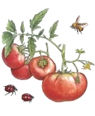 View All Fruits And Vegetables 25% At Kitchen Garden Seeds Now